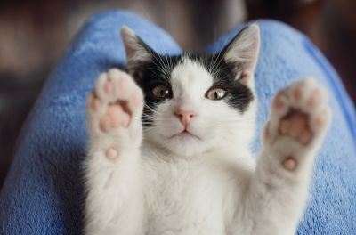 Sering Dicakar Kucing? Waspadai Penyakit Ini!